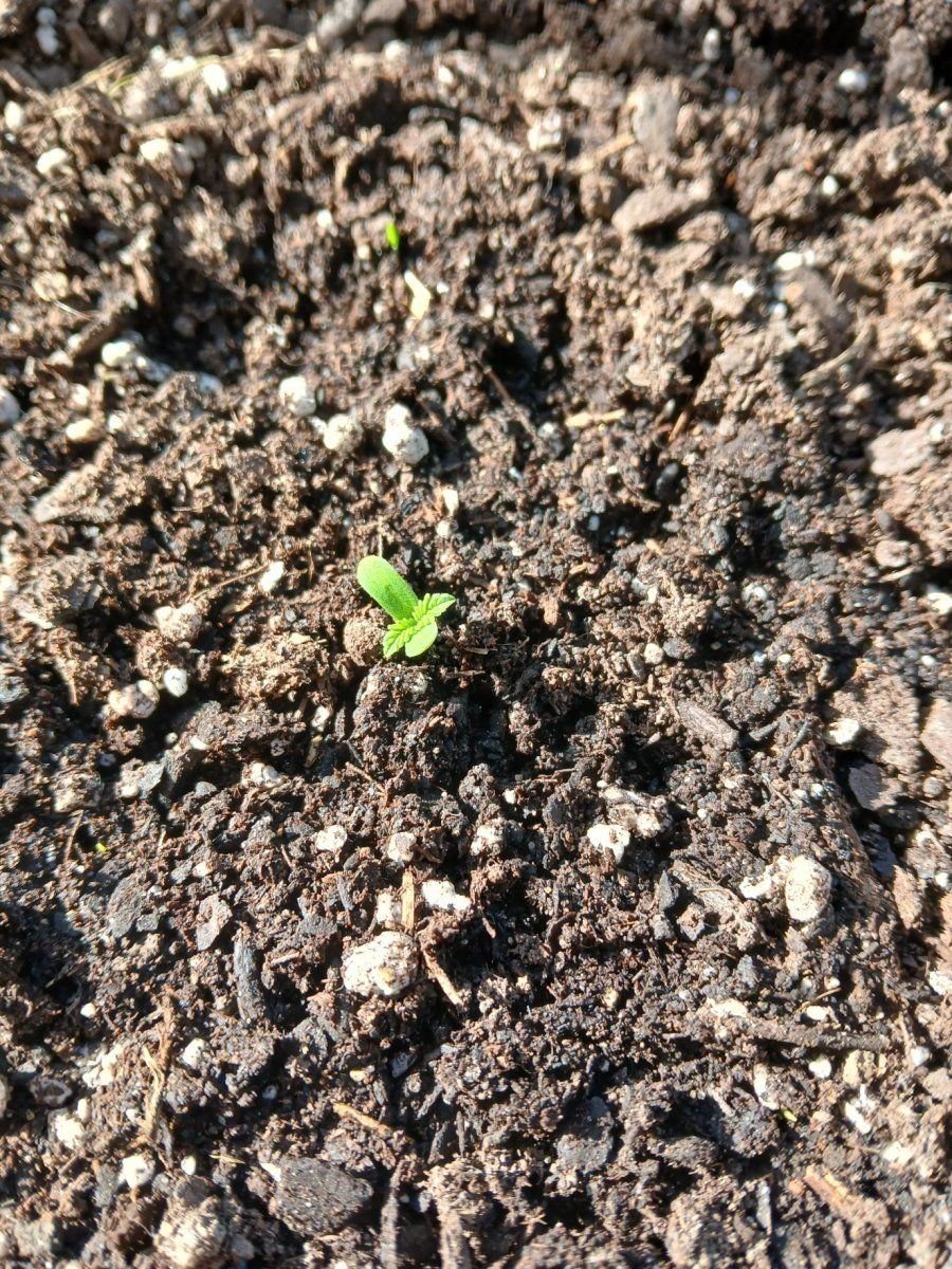 20250909 Lemon Skunk