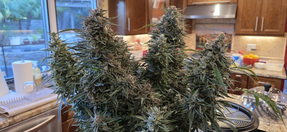 20251214 150951