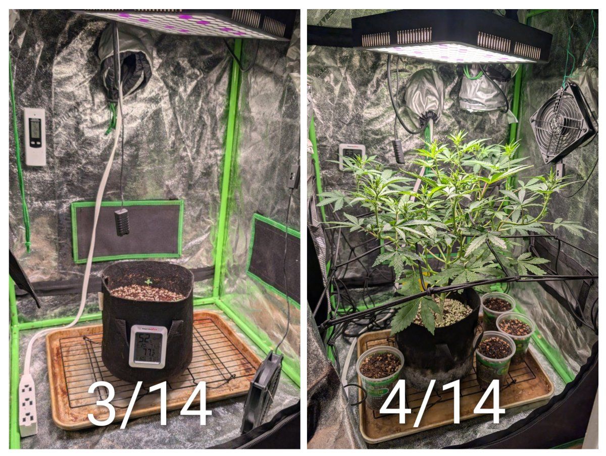 20260414 143031 COLLAGE2