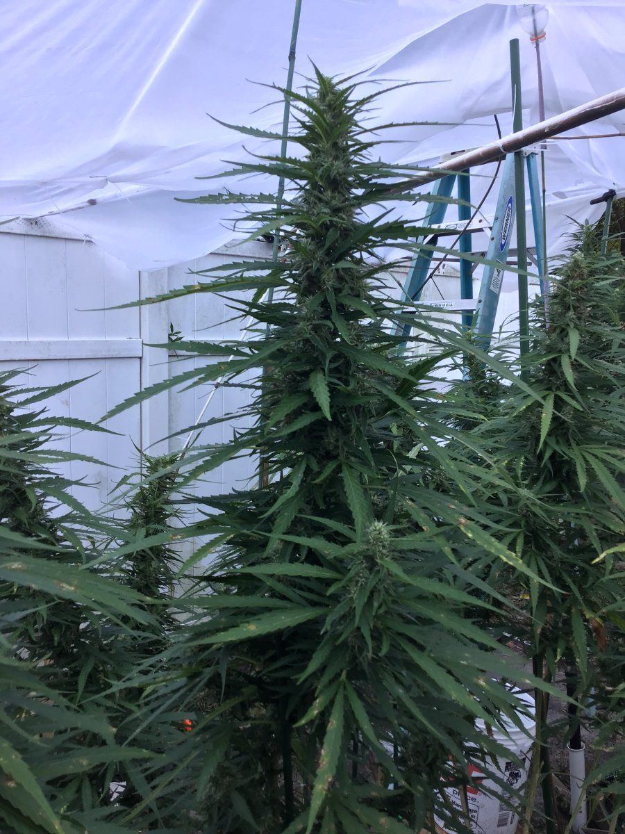 Outdoor grow, big Amnesia Haze kolas, big storm coming. Opinion? - THCFarmer