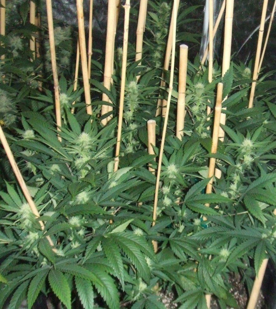 20d