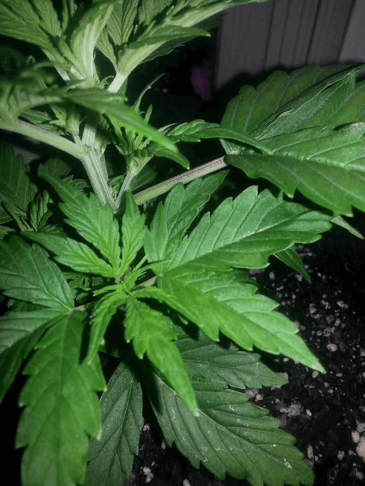 20d