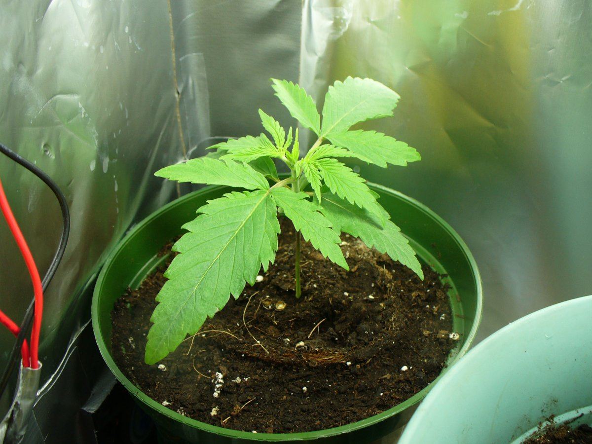 21 day 12