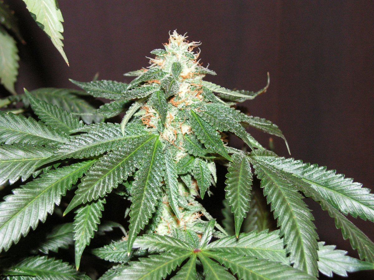 21