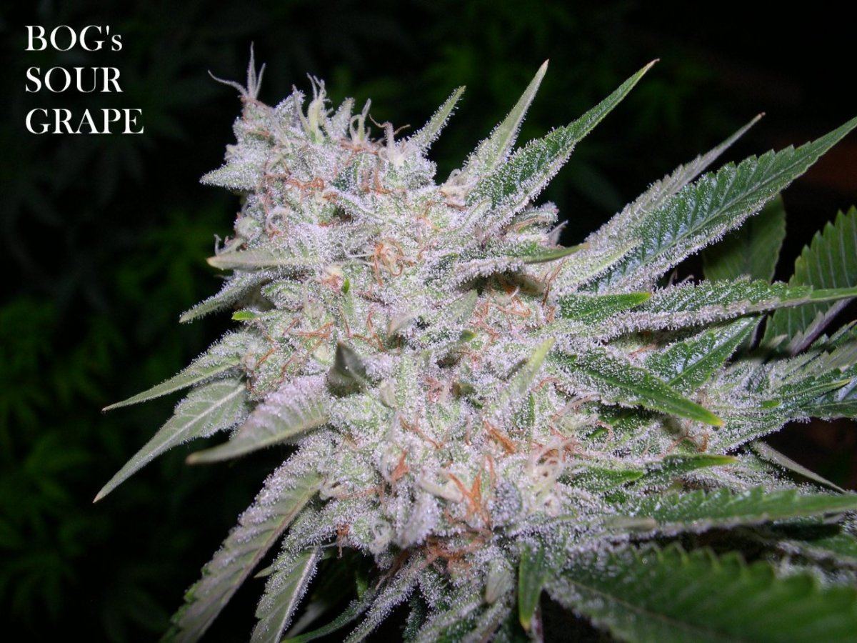 21 Sour Grape
