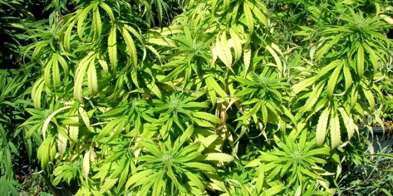 21 tips to solve nutrient deficiencies in marijuana plants 36472 w800