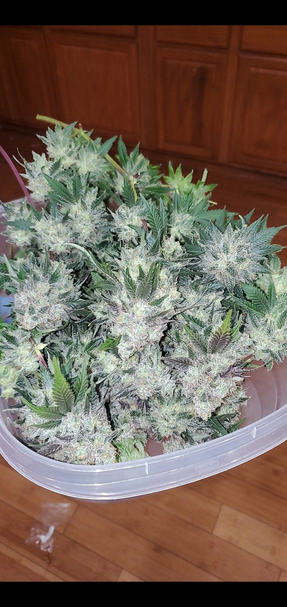 21 year old newbie florida cannabis grower 3