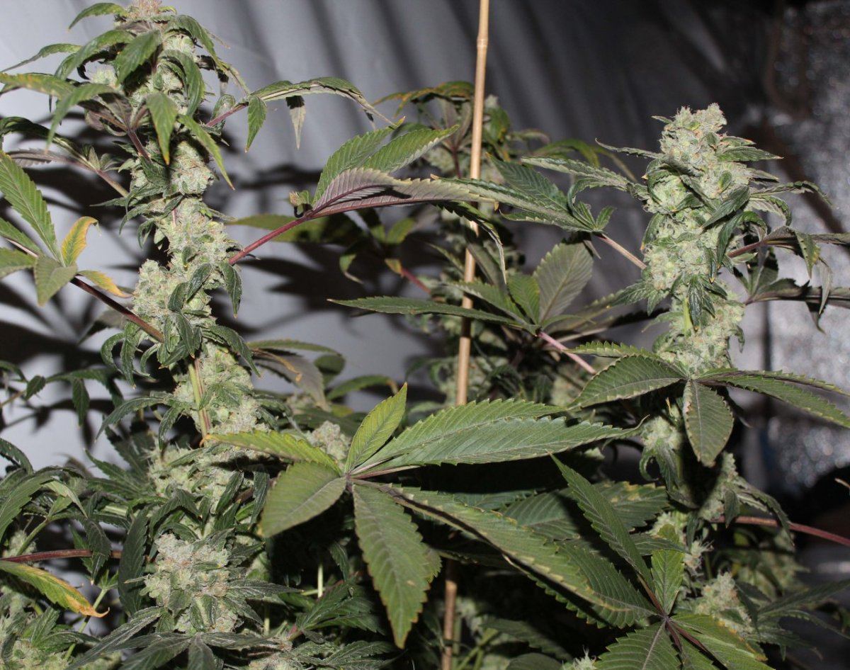 2104 yeti plant