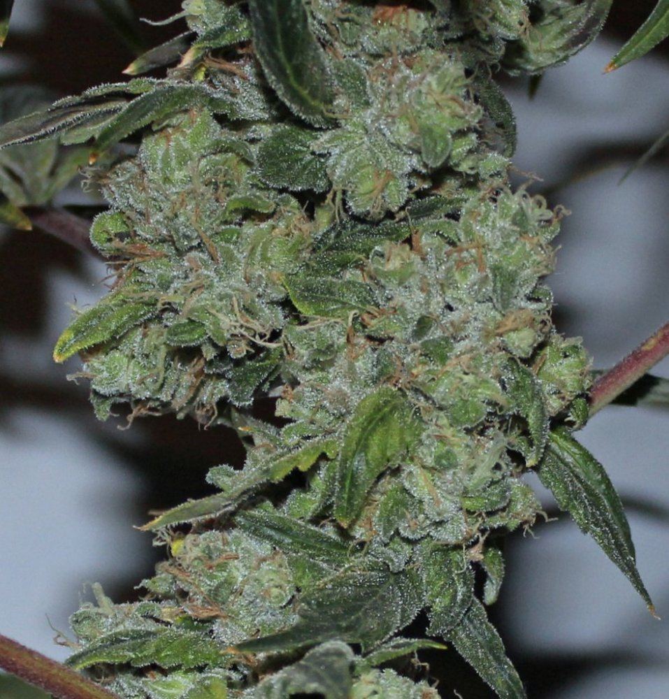 2126 yeti grease