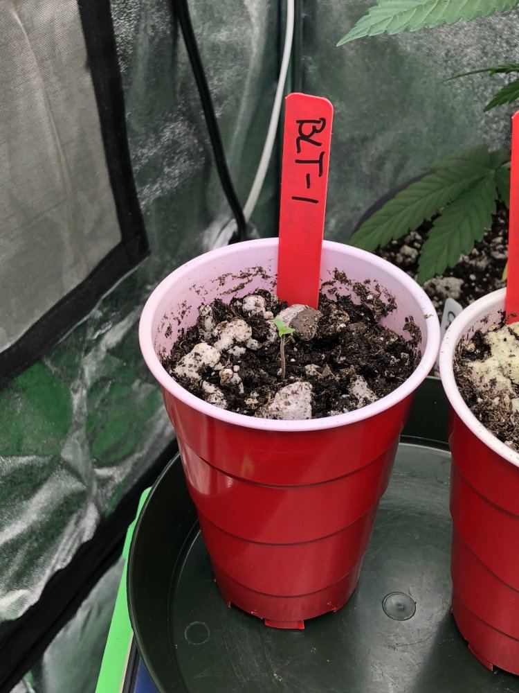212764E9 6C0F 40F9 B7B1 687A451D1308