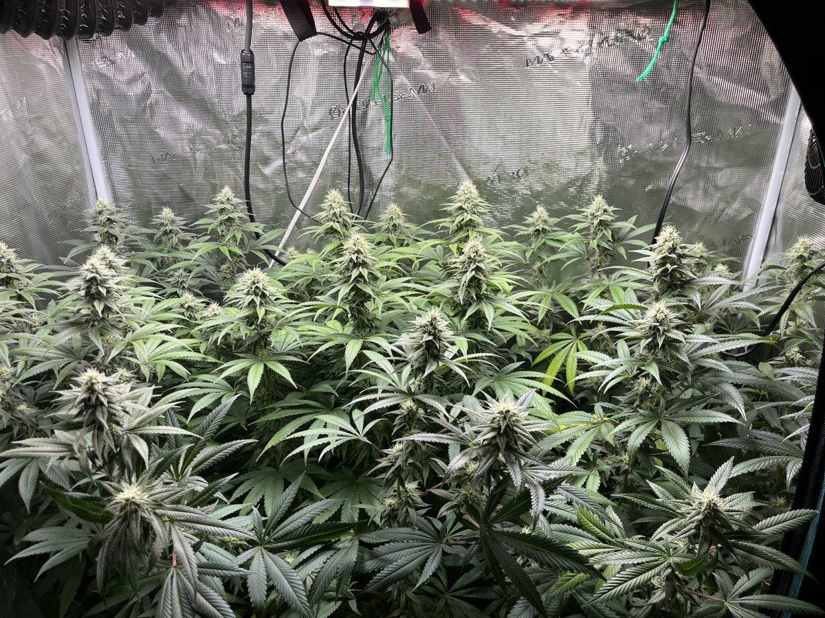 Gorilla glue #4. What's yours looking like at 5 weeks | Page 2 - THCFarmer