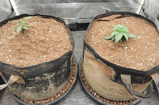 2173x3Gelato