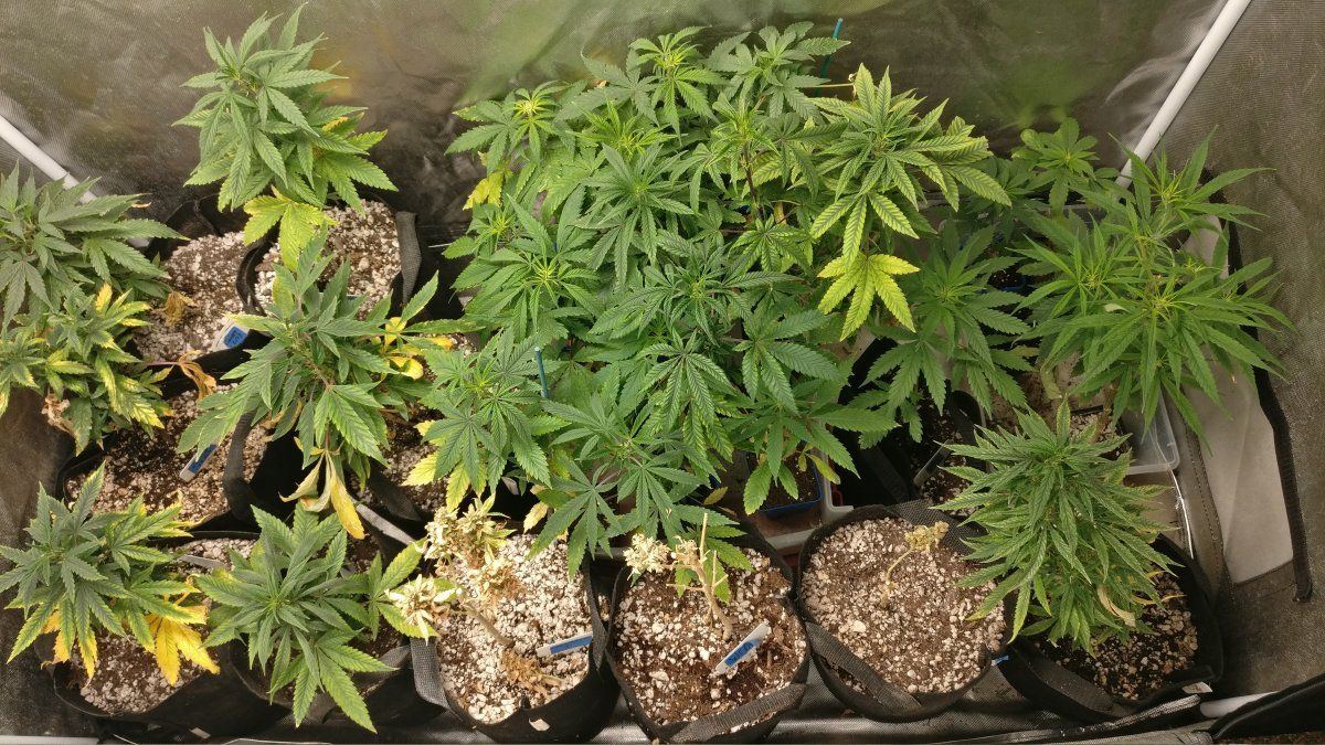 221lateveg