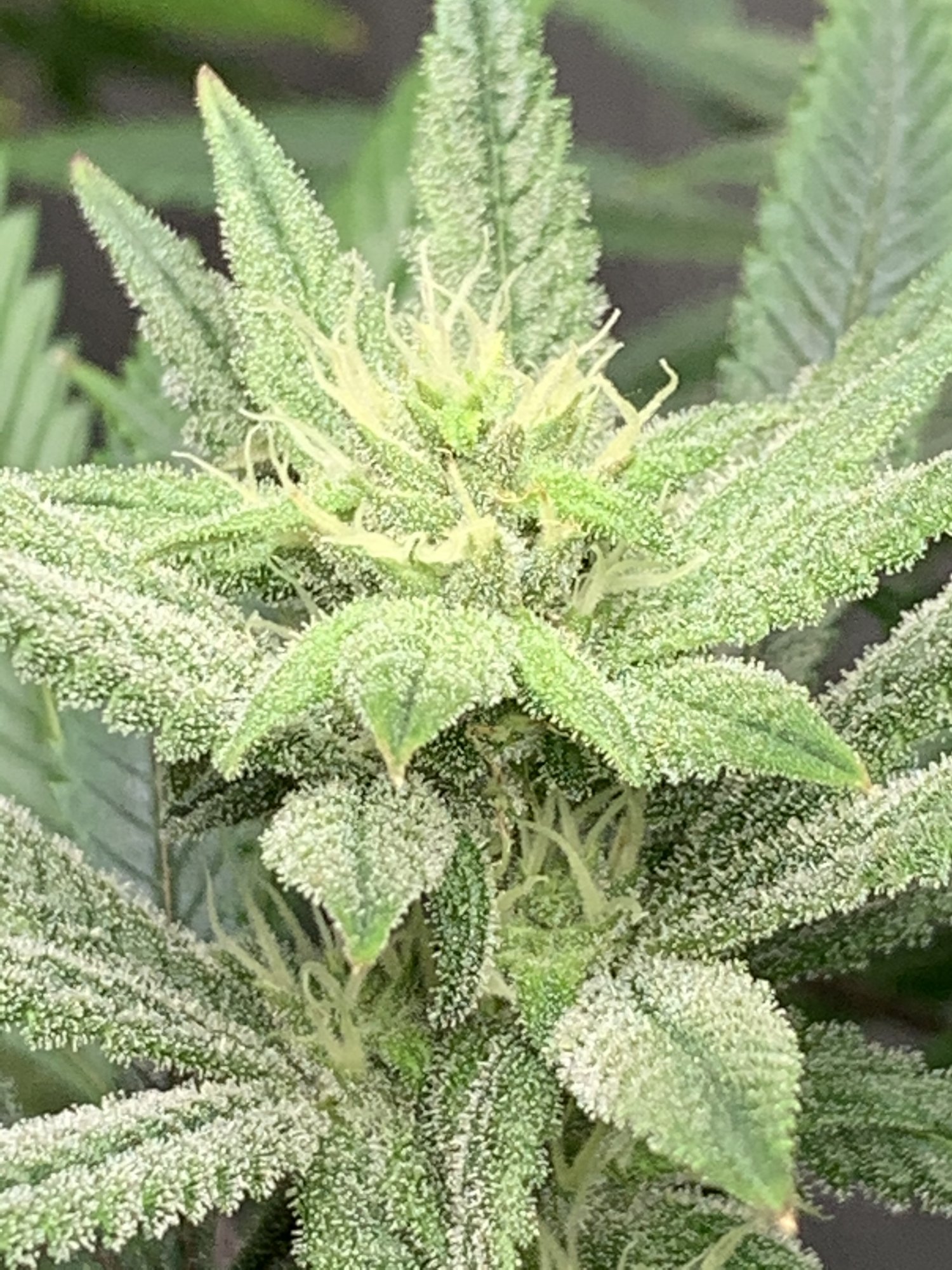 22640E6E 0CB4 46F2 A0C2 B24789182A75