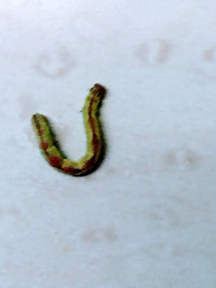 Tobacco worms how to eliminate