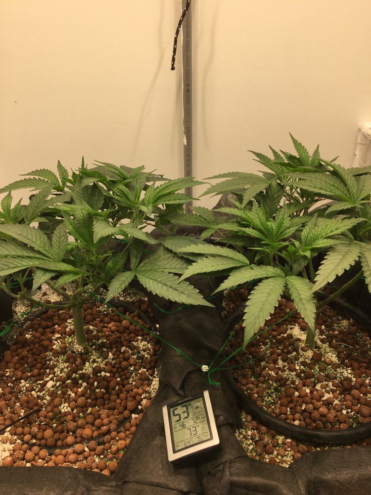 229CBD05 C292 40C4 B6DB 9FD56E7E3E18