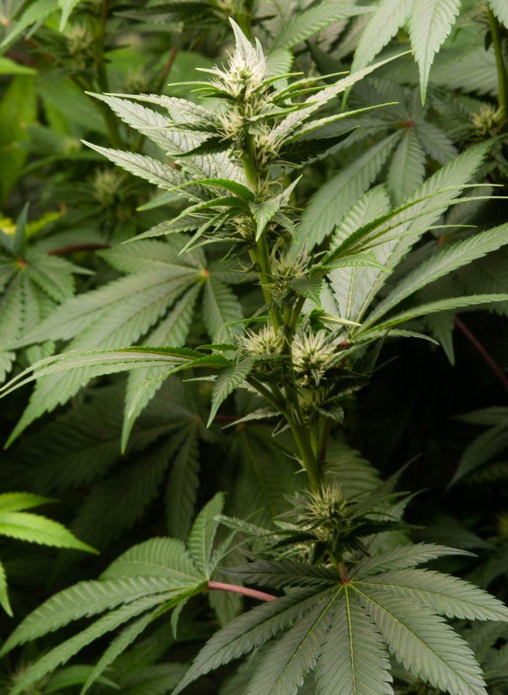 23 days flowering