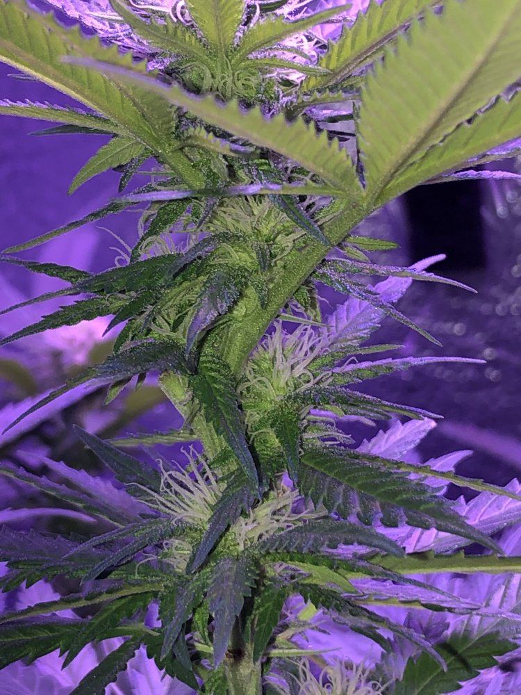 23 days into flower newbie 3