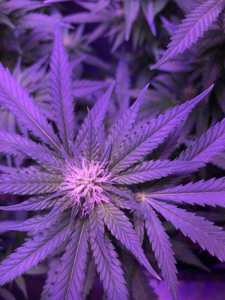 23 days into flower newbie 4