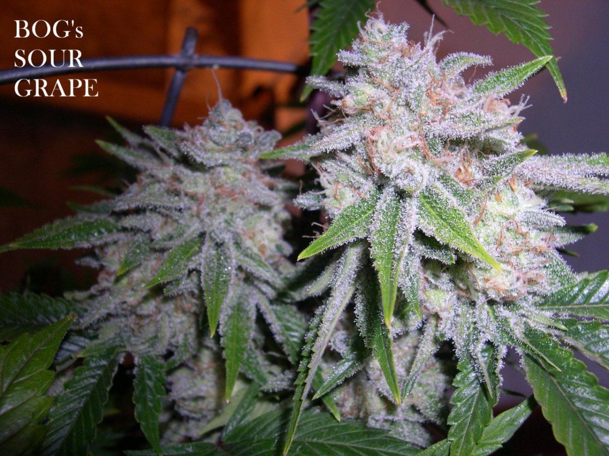 23 Sour Grape2