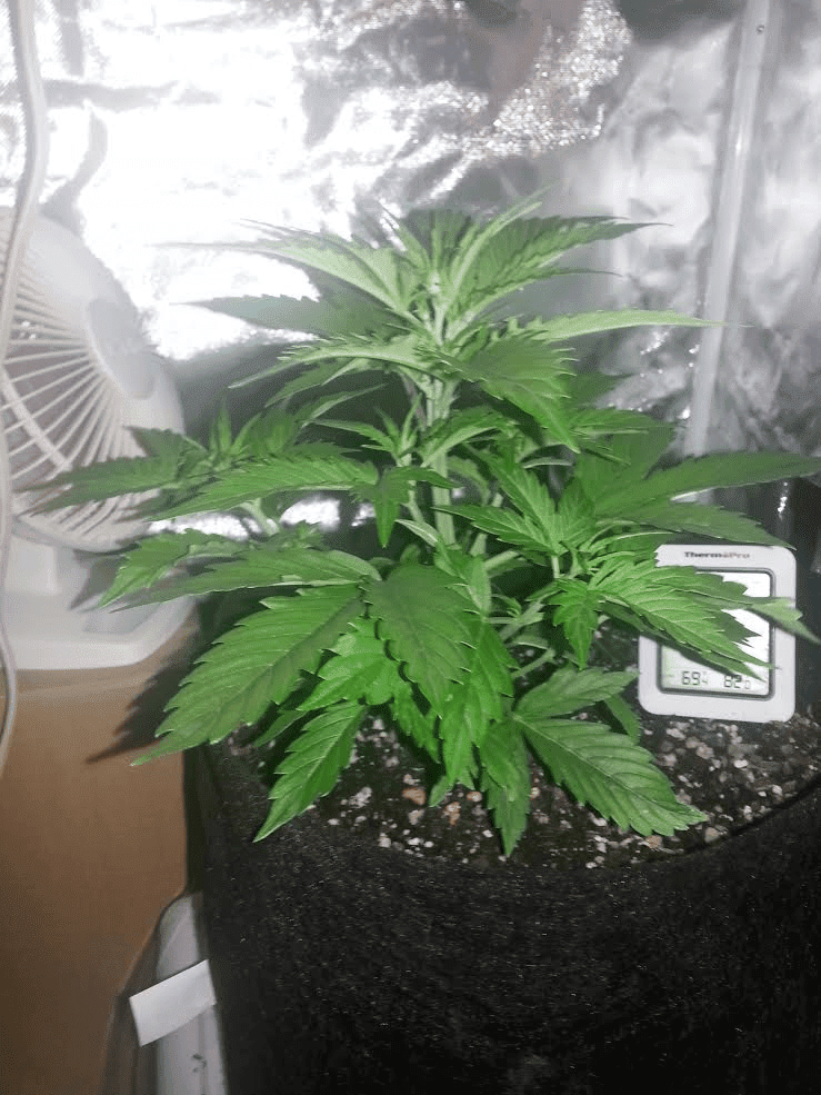 23da