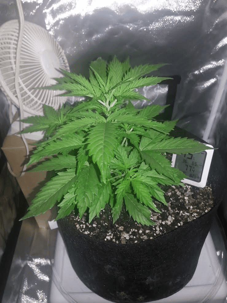 23day