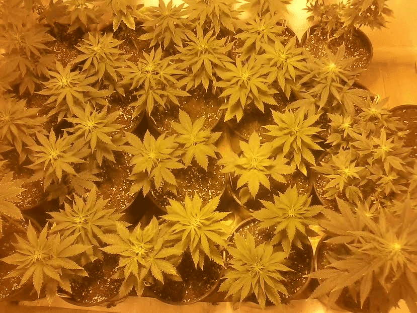 23daysbloom125