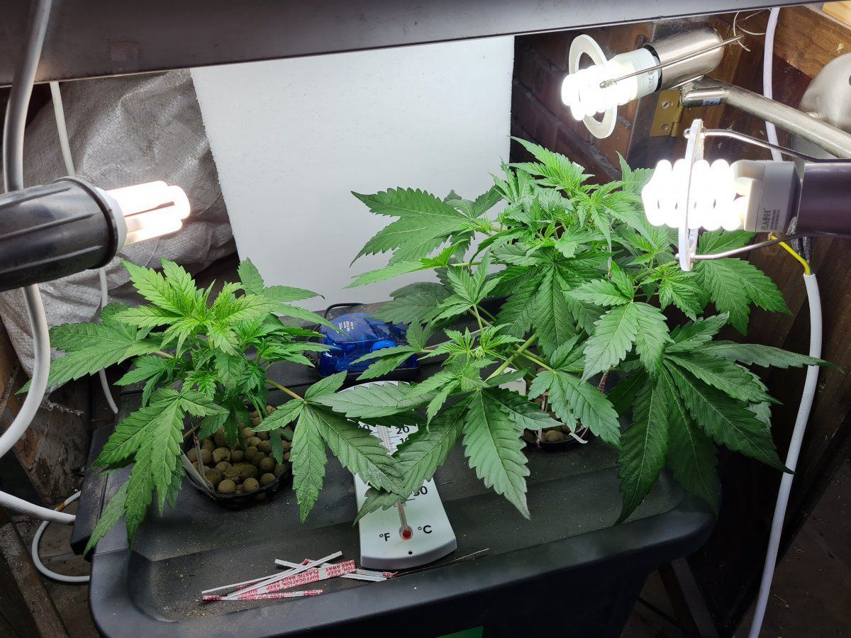 24 day old autos