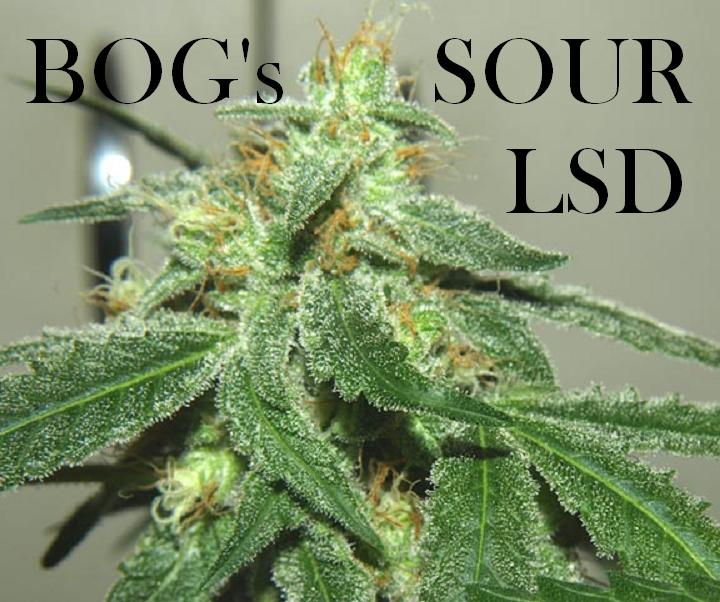 24 Sour LSD Bud