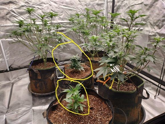 2424Autos