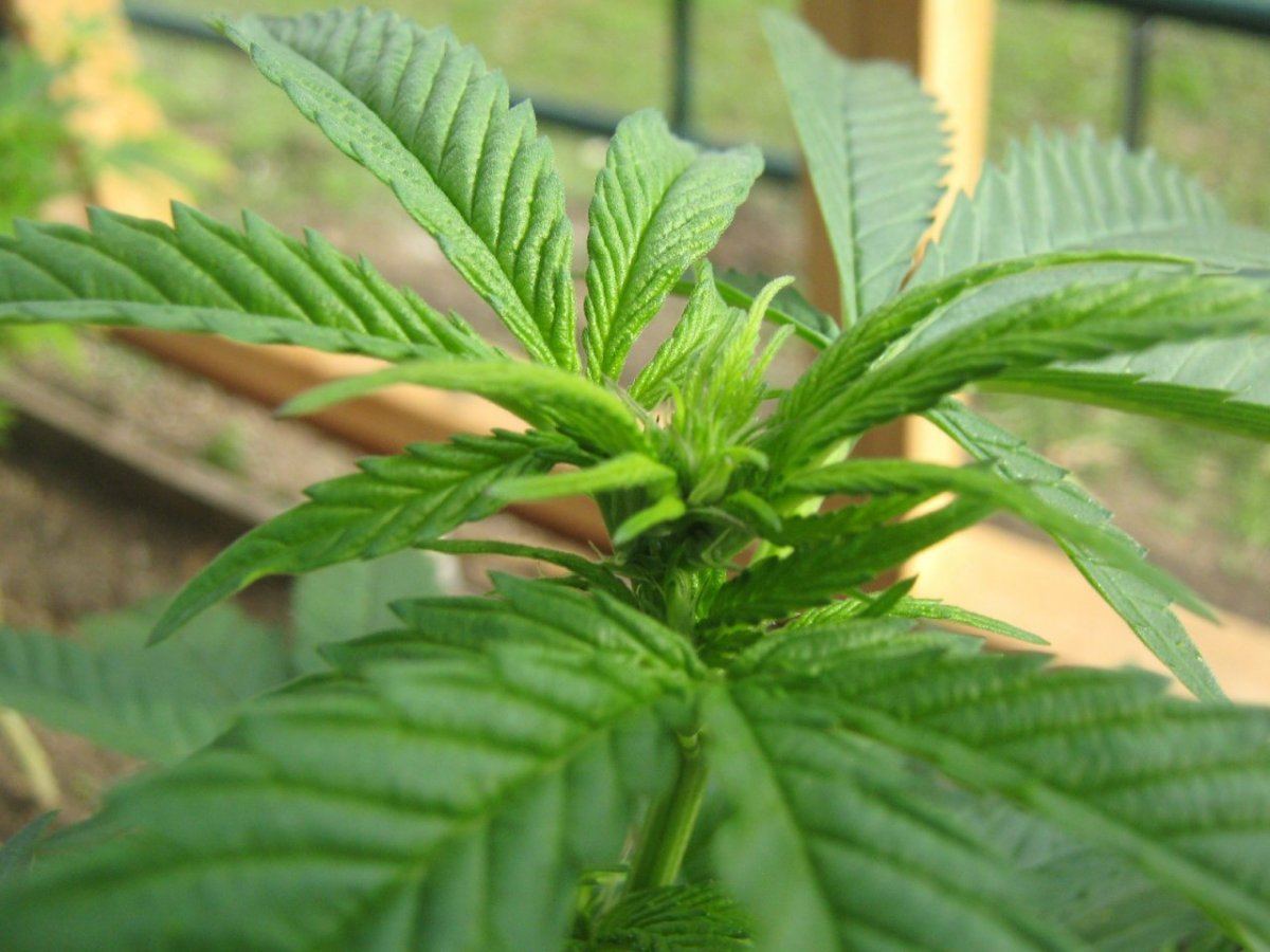 24flower1