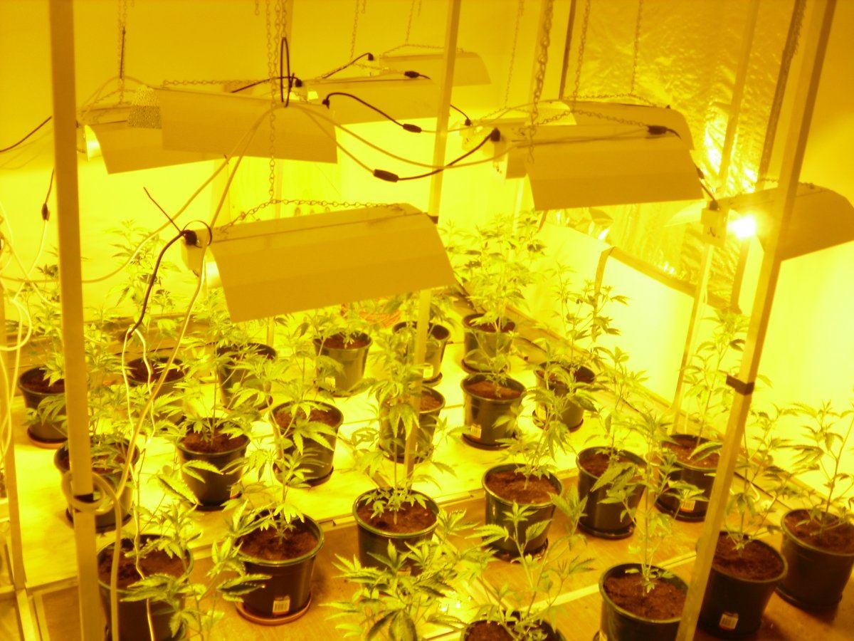 24plants many 600w lights advice for max yield 3