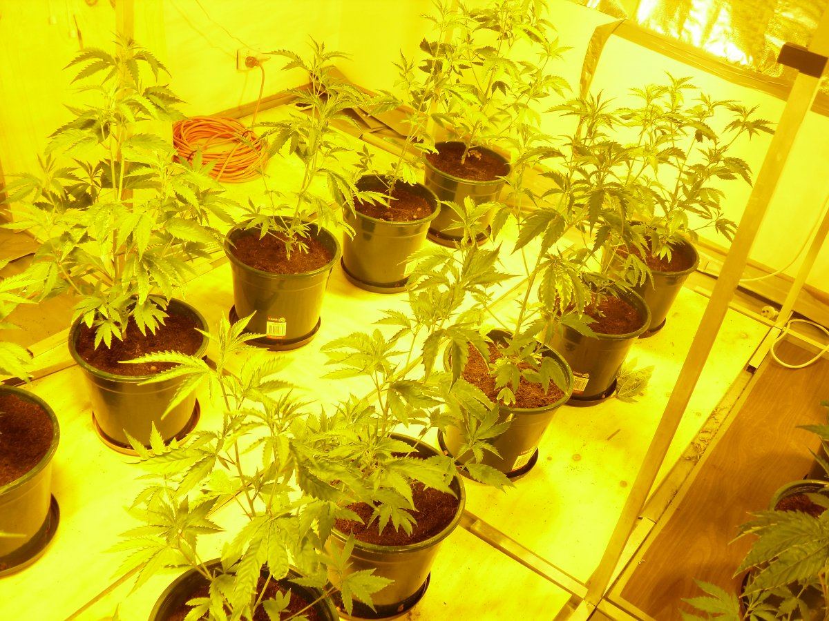 24plants many 600w lights advice for max yield 4