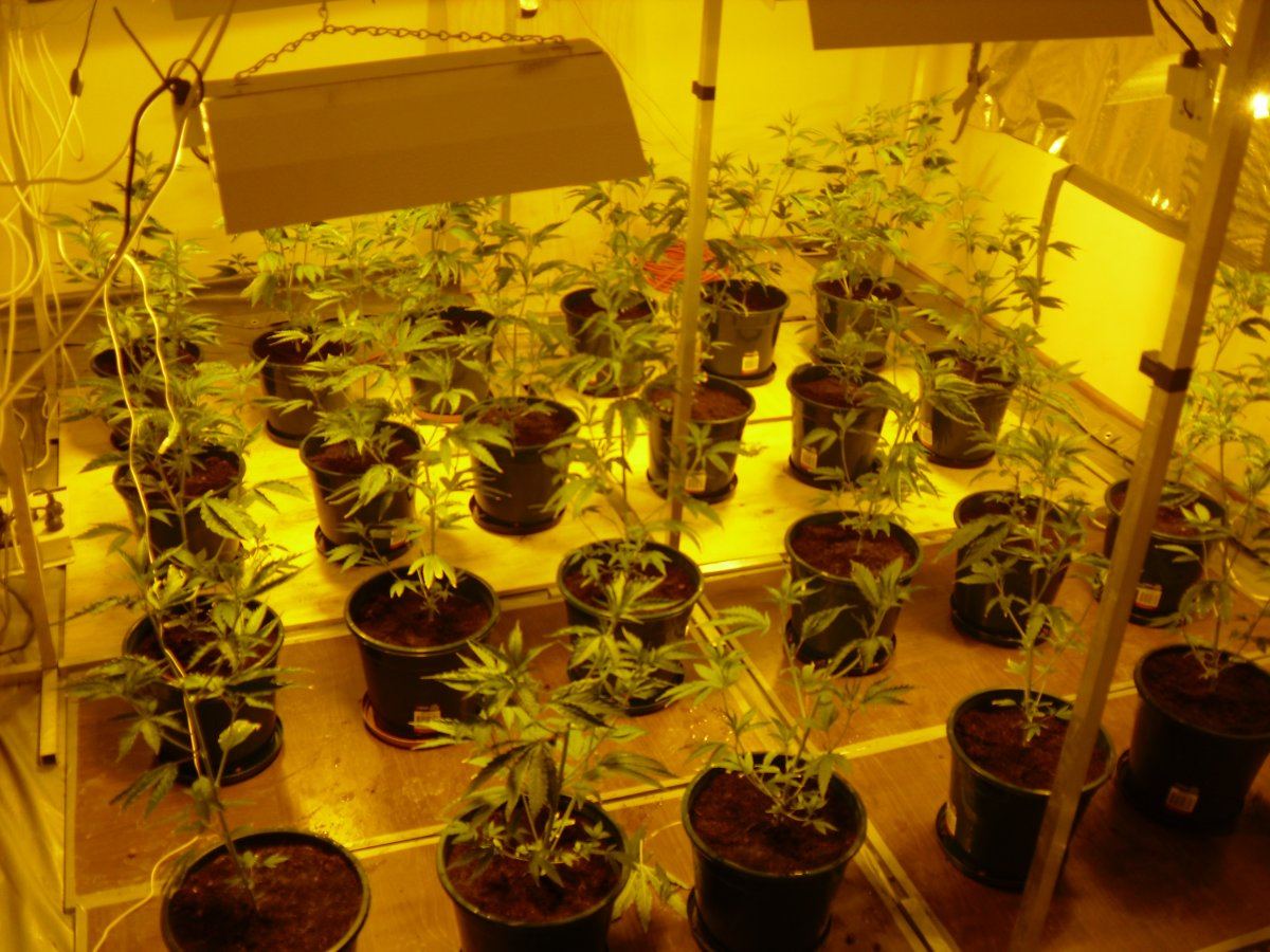 24plants many 600w lights advice for max yield