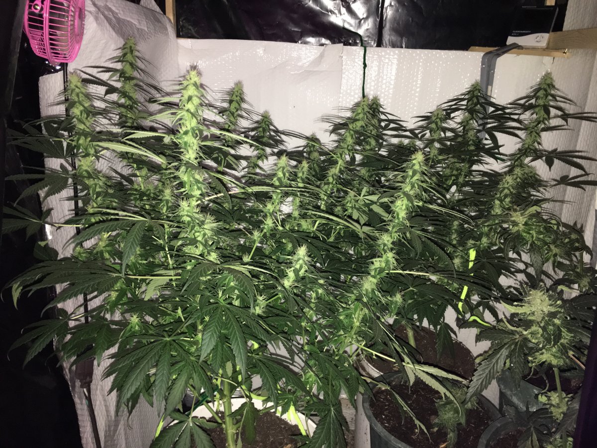 25 days into flower