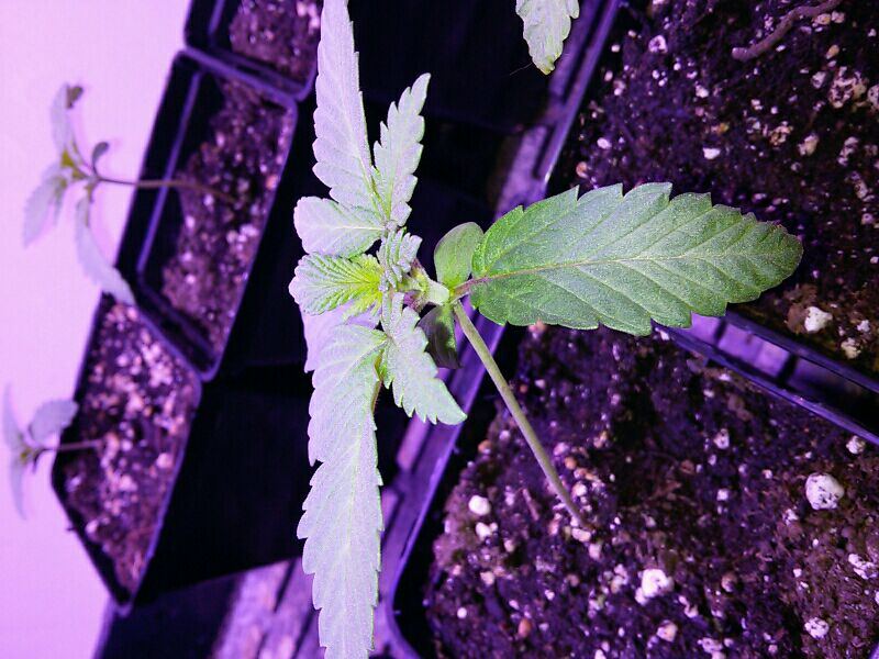 25 plants grafting air layering and a cat 6