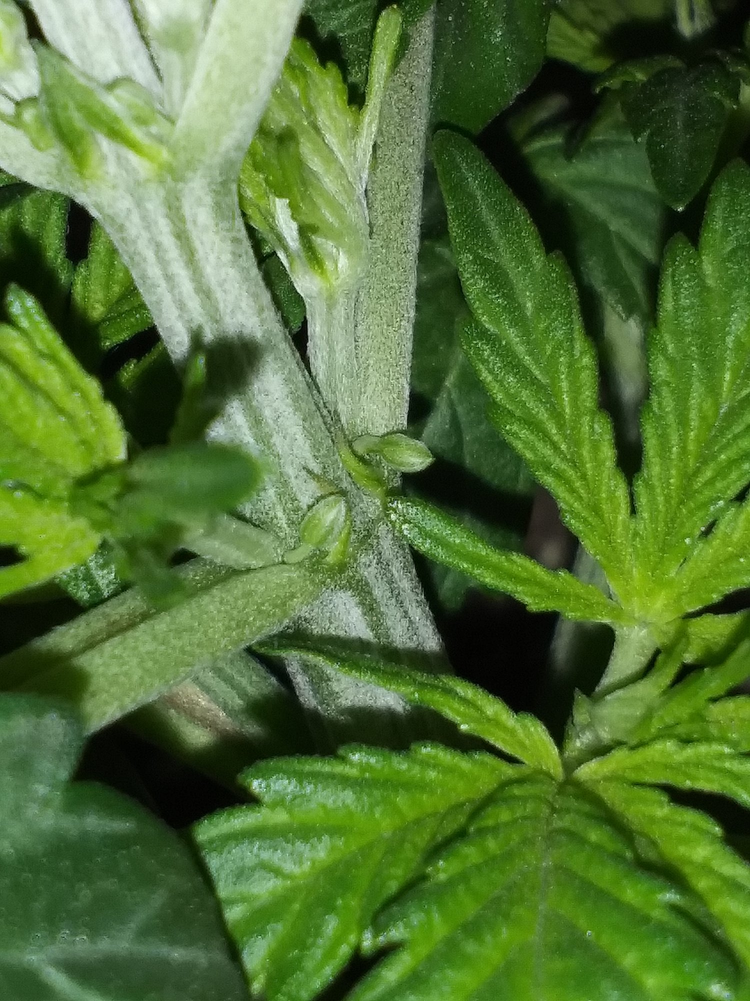 25 week old auto is this a male plant 3