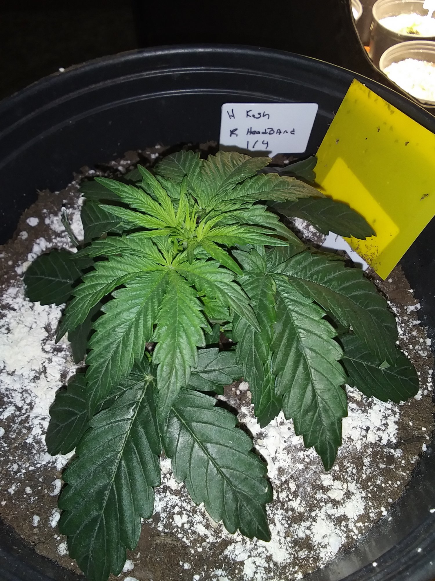25 week old auto is this a male plant