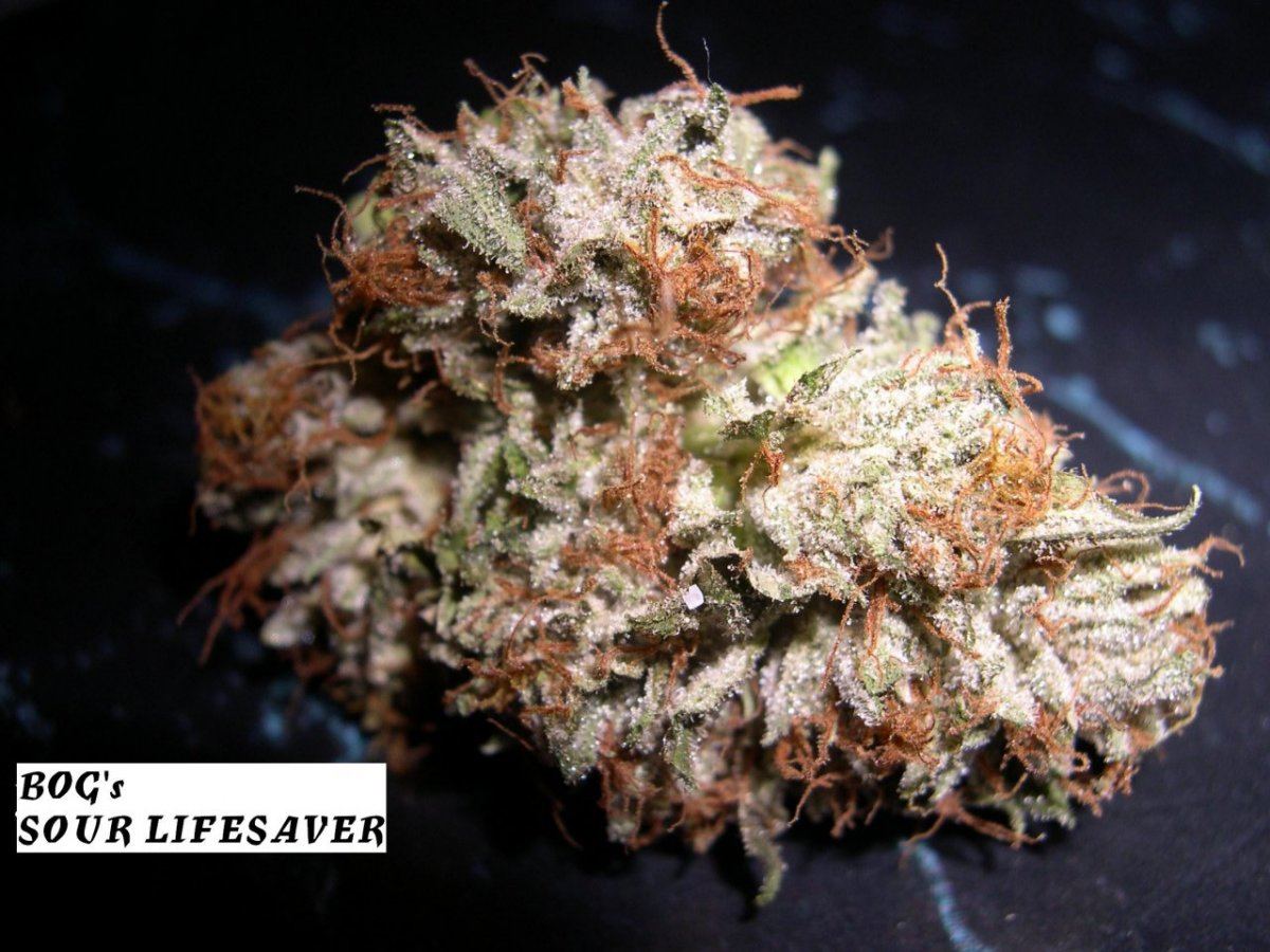 26 Sour LifeSaver