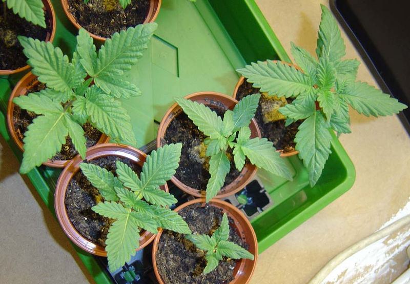 26202ptk seedlings