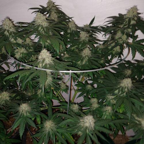 2770121 expert seeds sweet zombie grow journal by chiefrunamukkexpert seedssweet zombie m