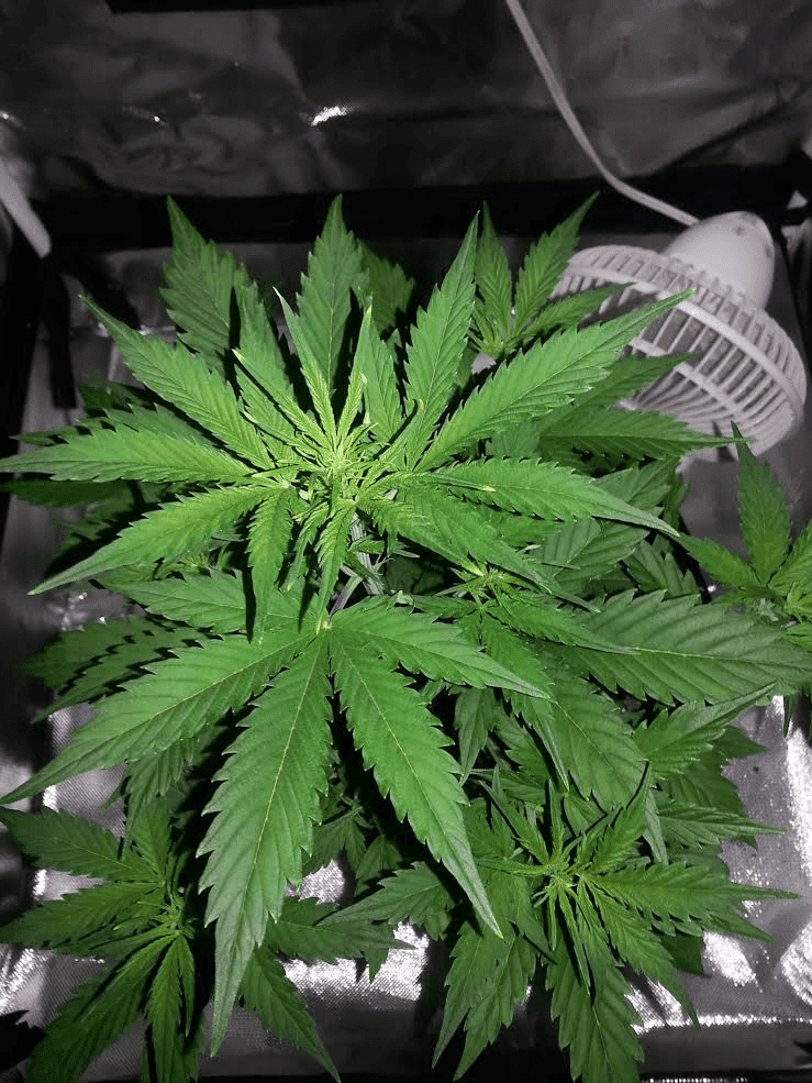 27d