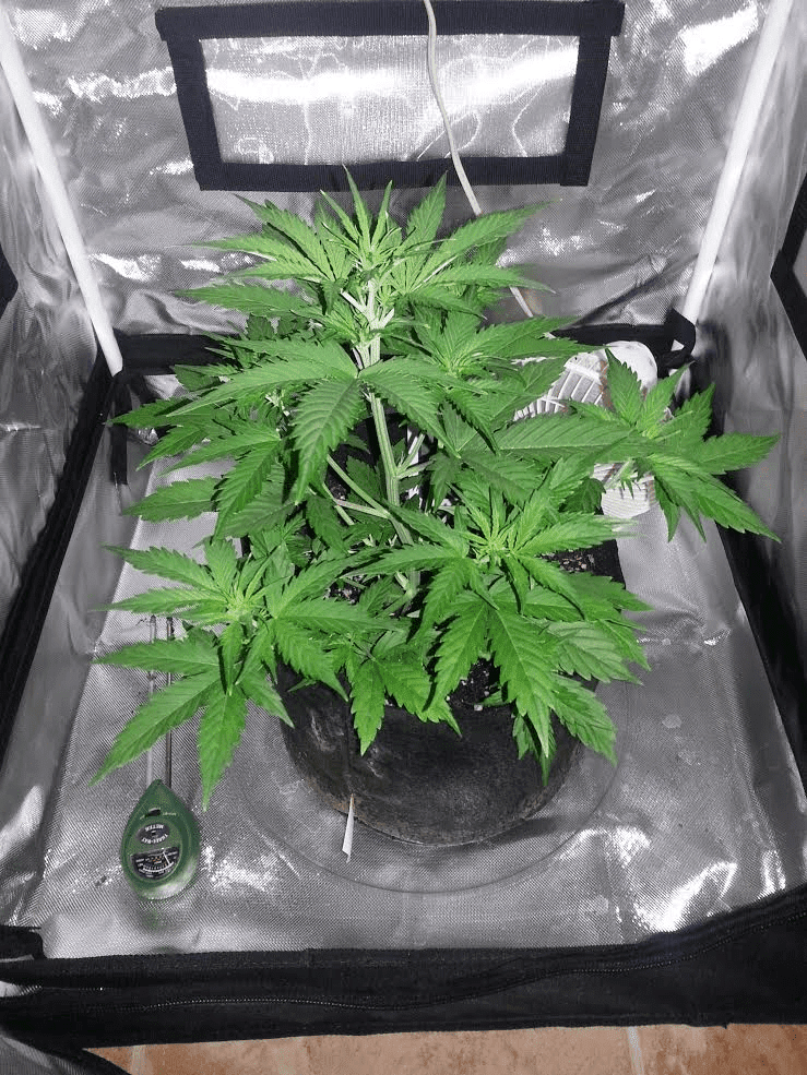 27da