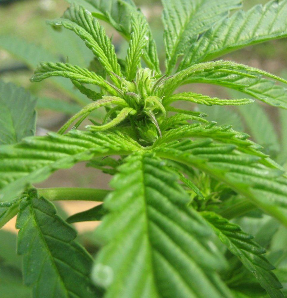 27flower2