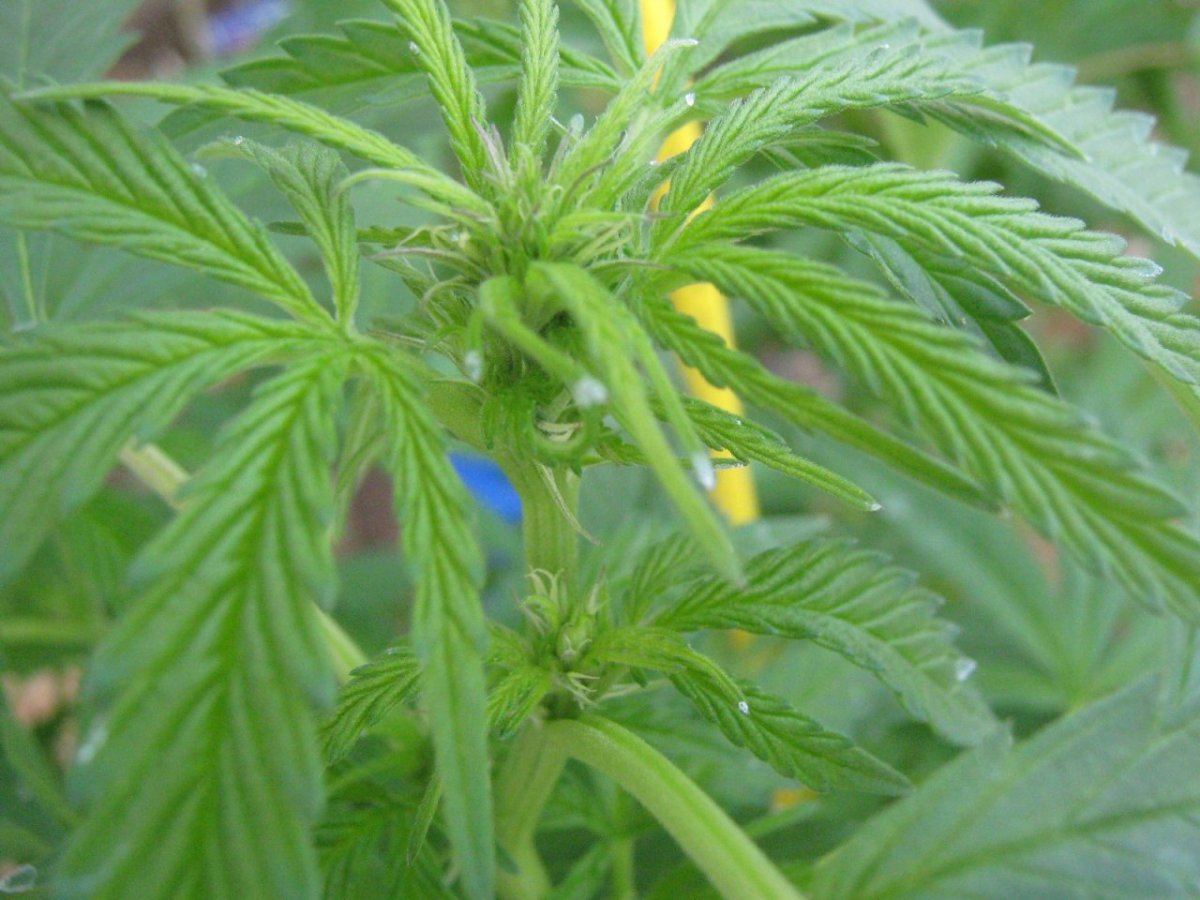27flower4