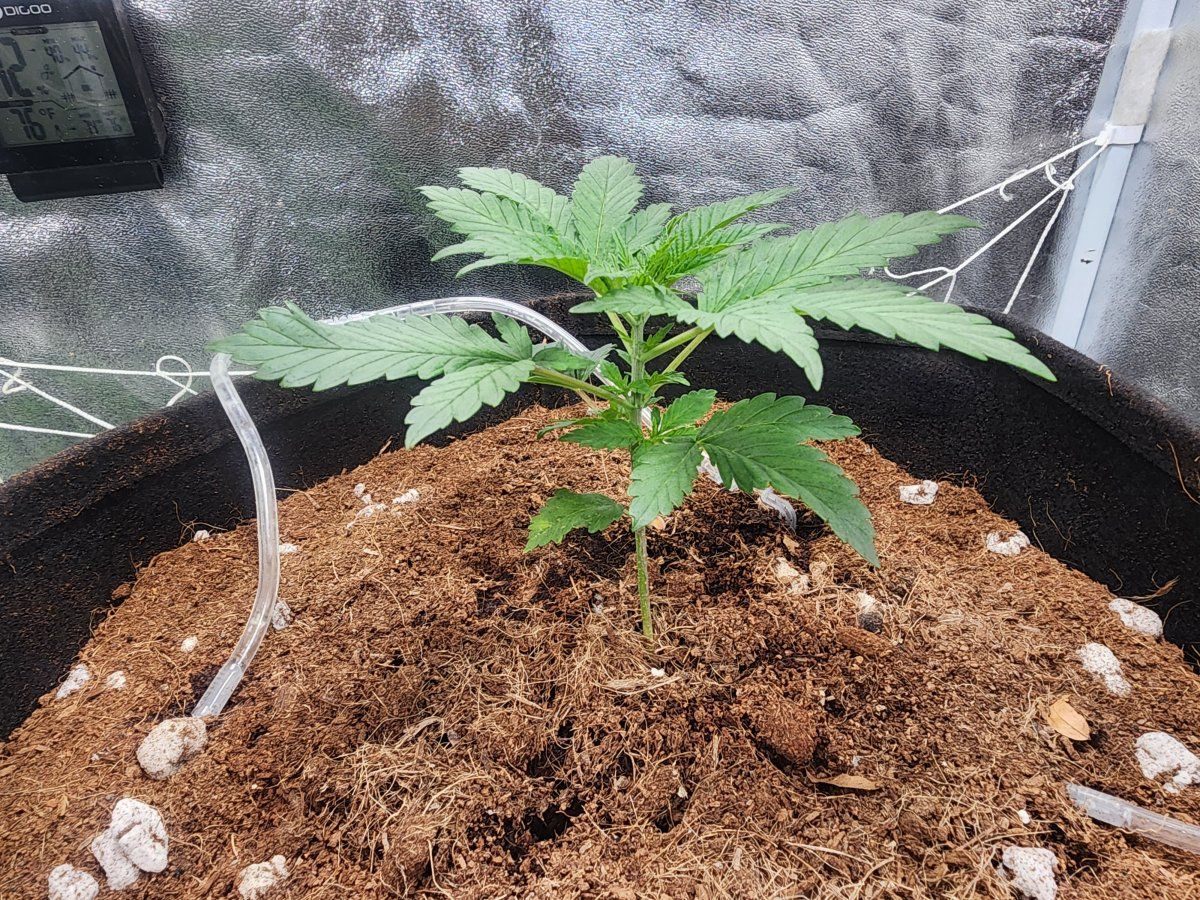28 days from seed black widow seedling