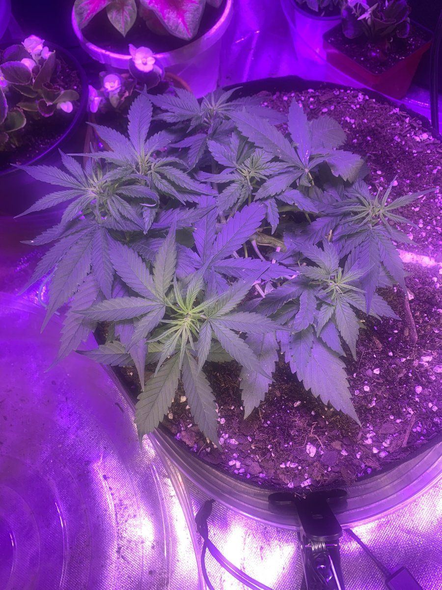 28 days with a bunch of lst does it look ok
