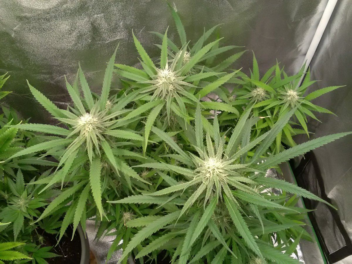 28fbluewidow