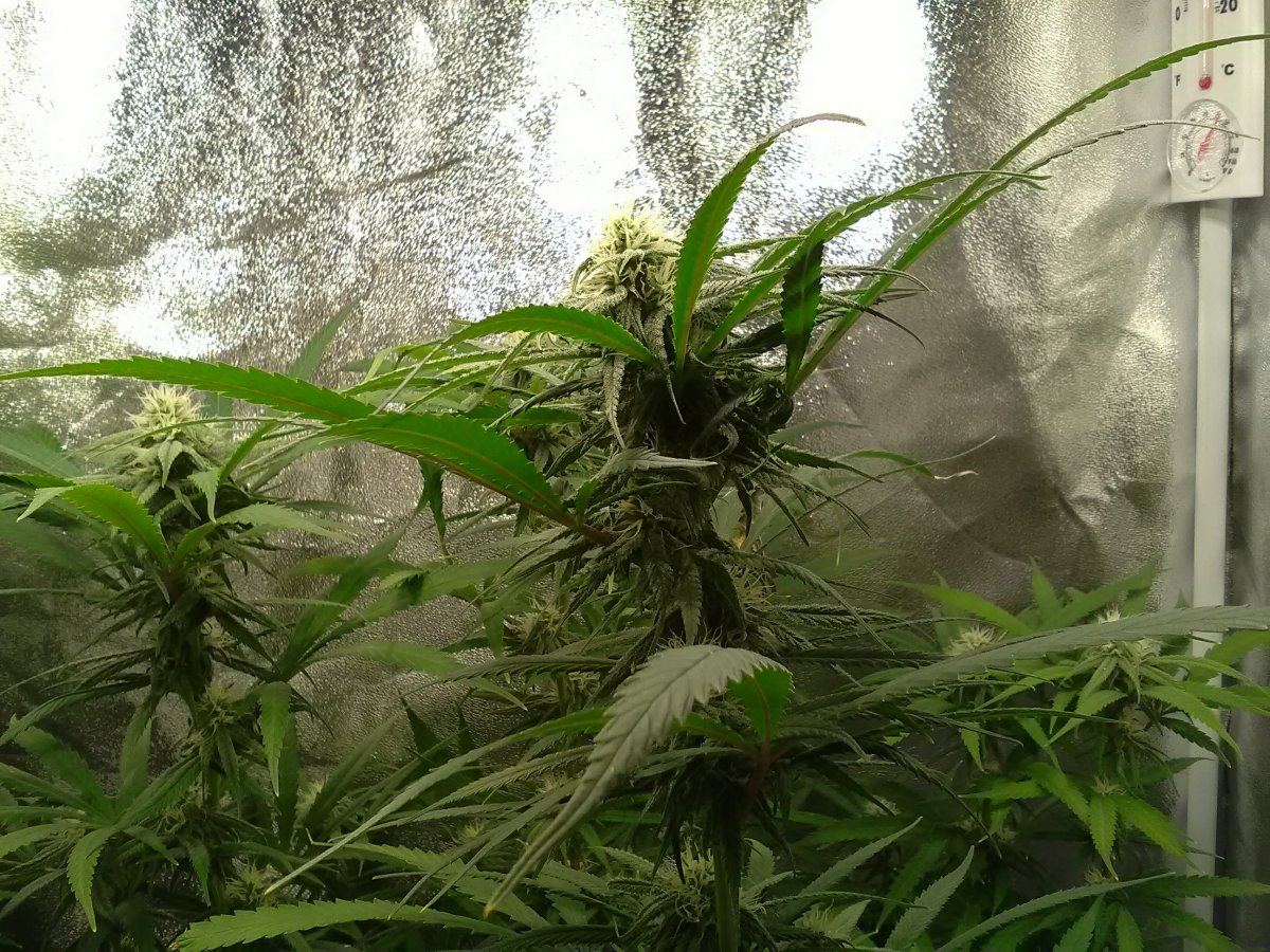 28fbluewidowbuds