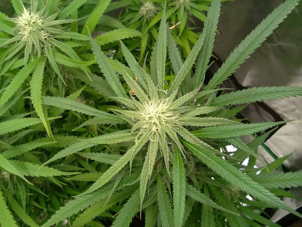 28fbluewidowflower